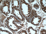 CXorf26 Antibody in Immunohistochemistry (Paraffin) (IHC (P))