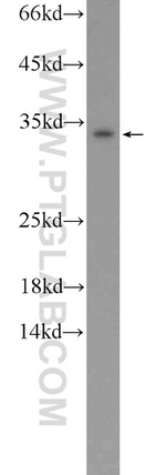 CXorf26 Antibody in Western Blot (WB)