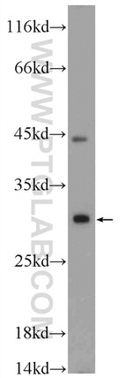 CXorf26 Antibody in Western Blot (WB)