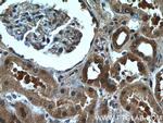 CXorf26 Antibody in Immunohistochemistry (Paraffin) (IHC (P))