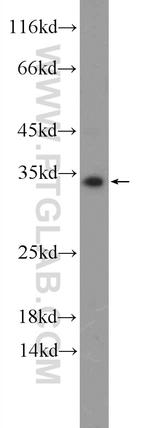 CXorf26 Antibody in Western Blot (WB)