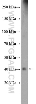 MCT1 Antibody in Western Blot (WB)