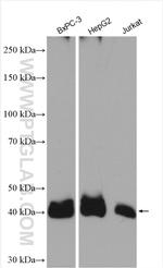 MCT1 Antibody in Western Blot (WB)