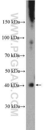 MCT1 Antibody in Western Blot (WB)