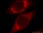 CHST13 Antibody in Immunocytochemistry (ICC/IF)