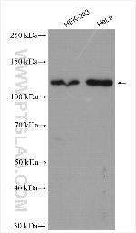 HNRNPUL2 Antibody in Western Blot (WB)