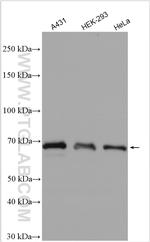 SHP2 Antibody in Western Blot (WB)
