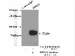DDX51 Antibody in Immunoprecipitation (IP)