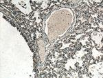 RDM1 Antibody in Immunohistochemistry (Paraffin) (IHC (P))