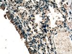 RDM1 Antibody in Immunohistochemistry (Paraffin) (IHC (P))