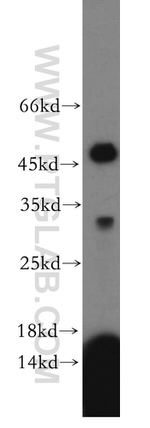 RDM1 Antibody in Western Blot (WB)
