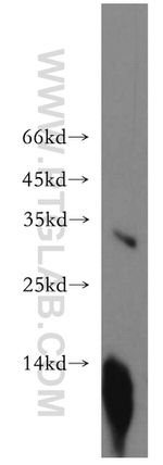 RDM1 Antibody in Western Blot (WB)