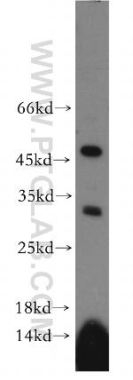 RDM1 Antibody in Western Blot (WB)