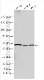 C9orf89 Antibody in Western Blot (WB)