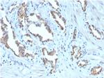 TIGIT/VSTM3/VSIG9 (Immune Checkpoint for Cancer) Monoclonal Antibody (TIGIT/3106), Biotin