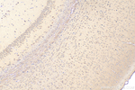PDZD4 Antibody in Immunohistochemistry (Paraffin) (IHC (P))