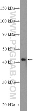 BRP16 Antibody in Western Blot (WB)