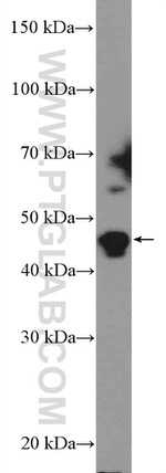 BRP16 Antibody in Western Blot (WB)