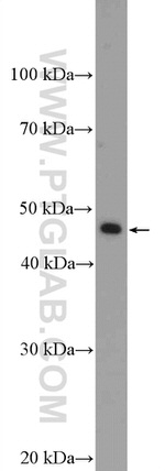 BRP16 Antibody in Western Blot (WB)