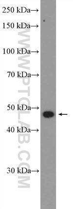 BRP16 Antibody in Western Blot (WB)