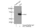 KGA Antibody in Immunoprecipitation (IP)