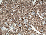 KGA Antibody in Immunohistochemistry (Paraffin) (IHC (P))
