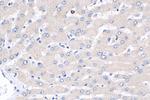 GLS2 Antibody in Immunohistochemistry (Paraffin) (IHC (P))