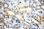 MARK4 Antibody in Immunohistochemistry (Paraffin) (IHC (P))