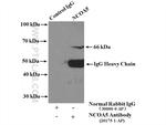 NCOA5 Antibody in Immunoprecipitation (IP)