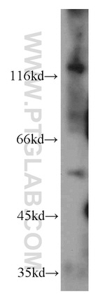 Trappc9/NIBP Antibody in Western Blot (WB)