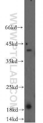 ERp19 Antibody in Western Blot (WB)