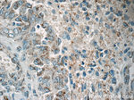 FSTL1 Antibody in Immunohistochemistry (Paraffin) (IHC (P))