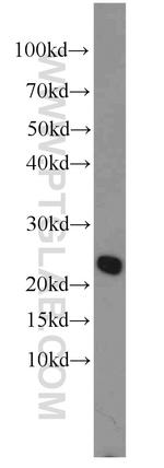 RFXAP Antibody in Western Blot (WB)