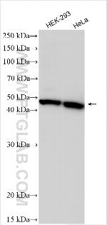 P2RY11 Antibody in Western Blot (WB)
