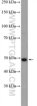 ARMCX1 Antibody in Western Blot (WB)