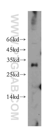 MRTO4 Antibody in Western Blot (WB)