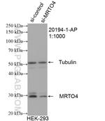 MRTO4 Antibody in Western Blot (WB)