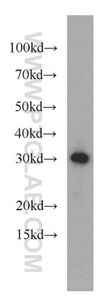 MRTO4 Antibody in Western Blot (WB)