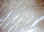 NARFL Antibody in Immunohistochemistry (Paraffin) (IHC (P))