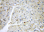NARFL Antibody in Immunohistochemistry (Paraffin) (IHC (P))
