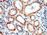 NARFL Antibody in Immunohistochemistry (Paraffin) (IHC (P))