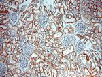 NARFL Antibody in Immunohistochemistry (Paraffin) (IHC (P))