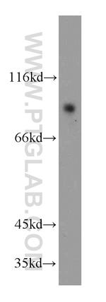 GPRIN3 Antibody in Western Blot (WB)
