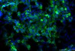 GPR150 Antibody in Immunocytochemistry (ICC/IF)