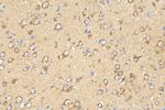 GPR150 Antibody in Immunohistochemistry (Paraffin) (IHC (P))