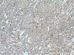 IGF1A Antibody in Immunohistochemistry (Paraffin) (IHC (P))