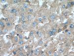IGF1A Antibody in Immunohistochemistry (Paraffin) (IHC (P))