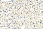 IGF1A Antibody in Immunohistochemistry (Paraffin) (IHC (P))