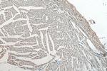 NTN1 Antibody in Immunohistochemistry (Paraffin) (IHC (P))