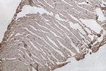 NTN1 Antibody in Immunohistochemistry (Paraffin) (IHC (P))